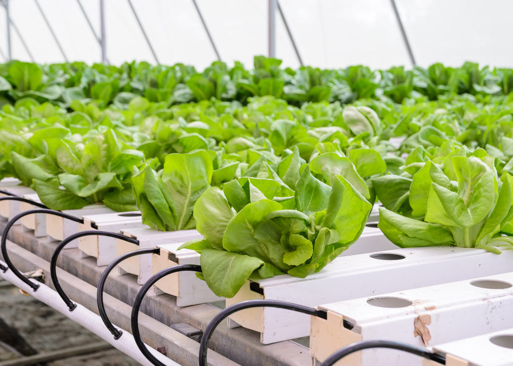 Fresh and Fancy Hydroponic Lettuce and Herbs, all year round